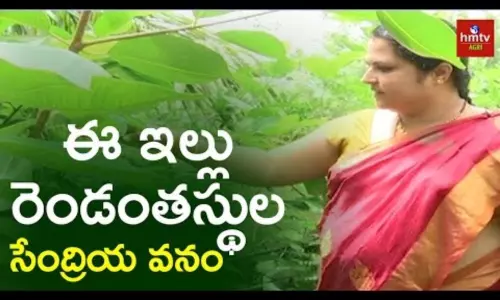 Terrace Gardening By Mamatha