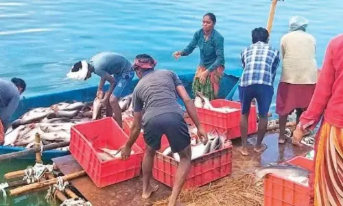 Coronavirus Impacts Aqua Sector in Godavari Districts