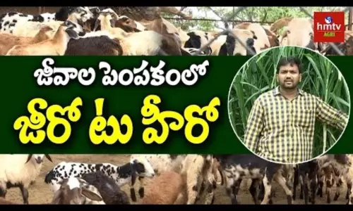 Sheep Farming Guide By Ideal Young Farmer Taher