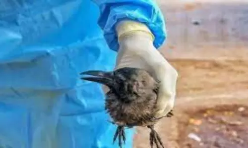 Birds are Dying in the US and no one Knows why