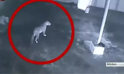 Again Cheetah Wandering in Tirumala