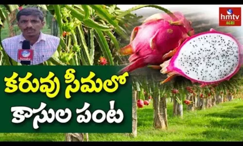 Software Employee Turned Dragon Fruit Farmer Software Employee Turned Dragon Fruit Farmer