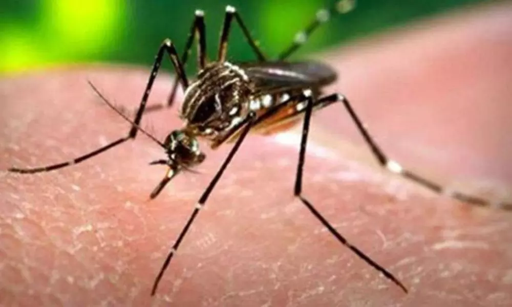 14 Zika Virus Cases Reported in Kerala