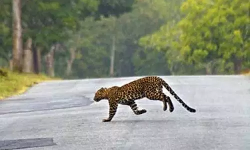Leopard Spotted on Tirumala Ghat Road Leopard Spotted on Tirumala Ghat Road
