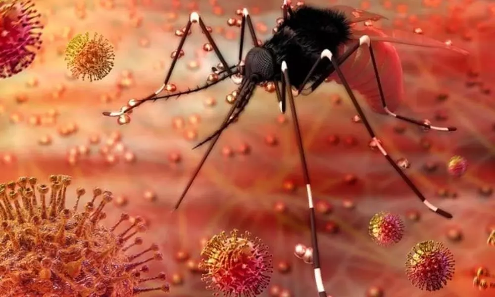 19 New Zika Virus Cases Registered in Kerala