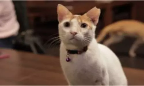 Pet Cat Missing Huge Reward for Those who Find it out in Hyderabad