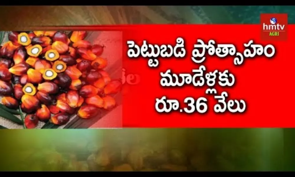 Telangana to Promote Oil Palm with Subsidies