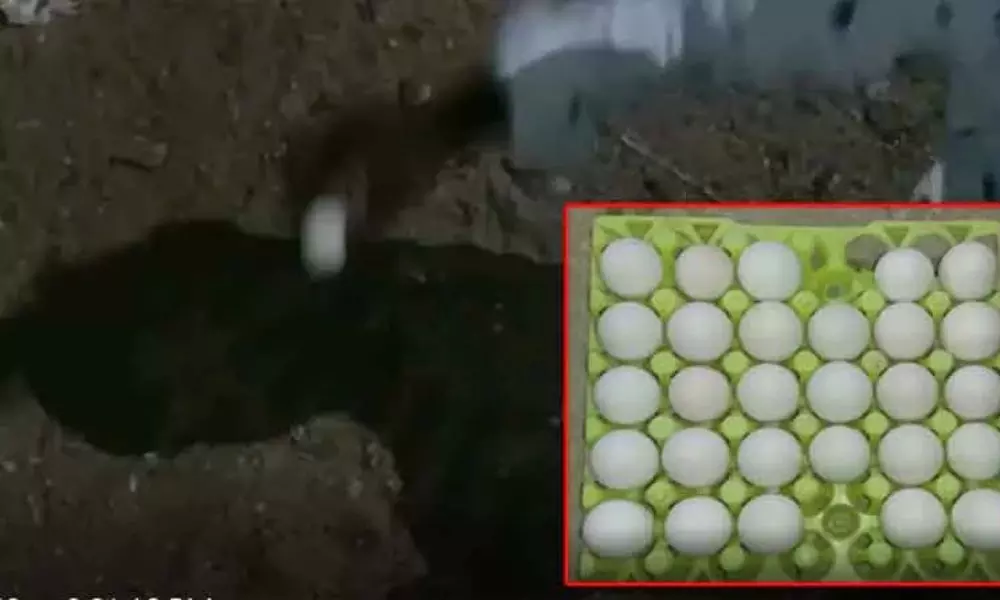 Plastic Eggs Identified in Nellore District