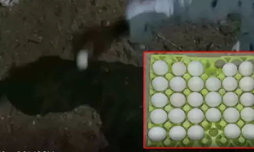 Plastic Eggs Identified in Nellore District Plastic Eggs Identified in Nellore District