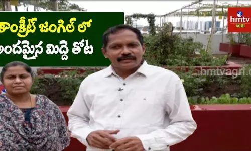 Civil Engineer Terrace Garden