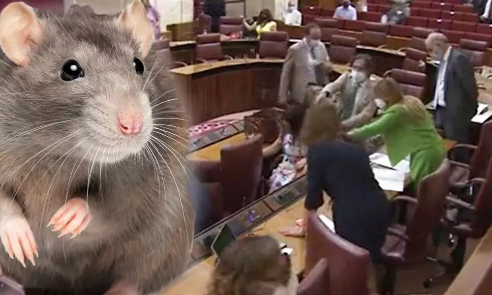 MPs Jump to Their Feet as rat Enters Parliament in Spain