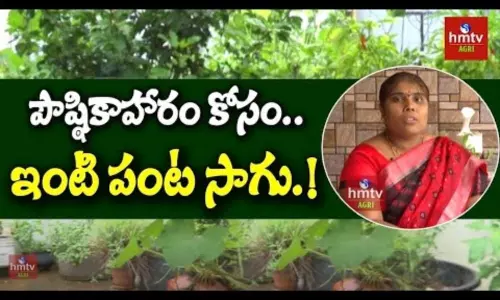 Terrace Gardening: పిల్లలకు పౌష్ఠికాహారం కోసం ఇంటి పంట సాగు