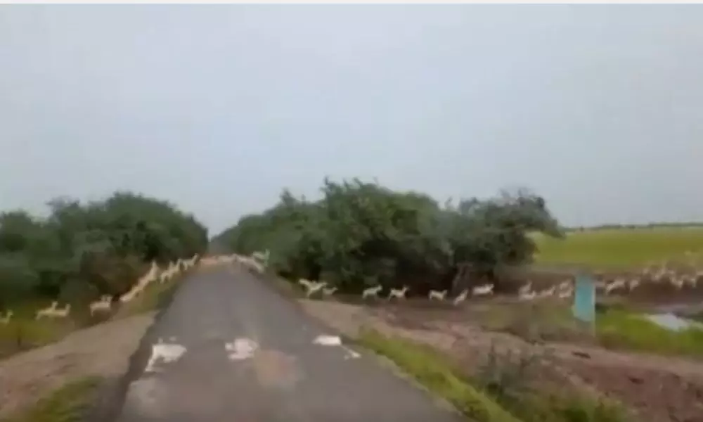 PM Modi Tweets Spectacular Video of 3000 Blackbucks  Crossing Road in Gujarat