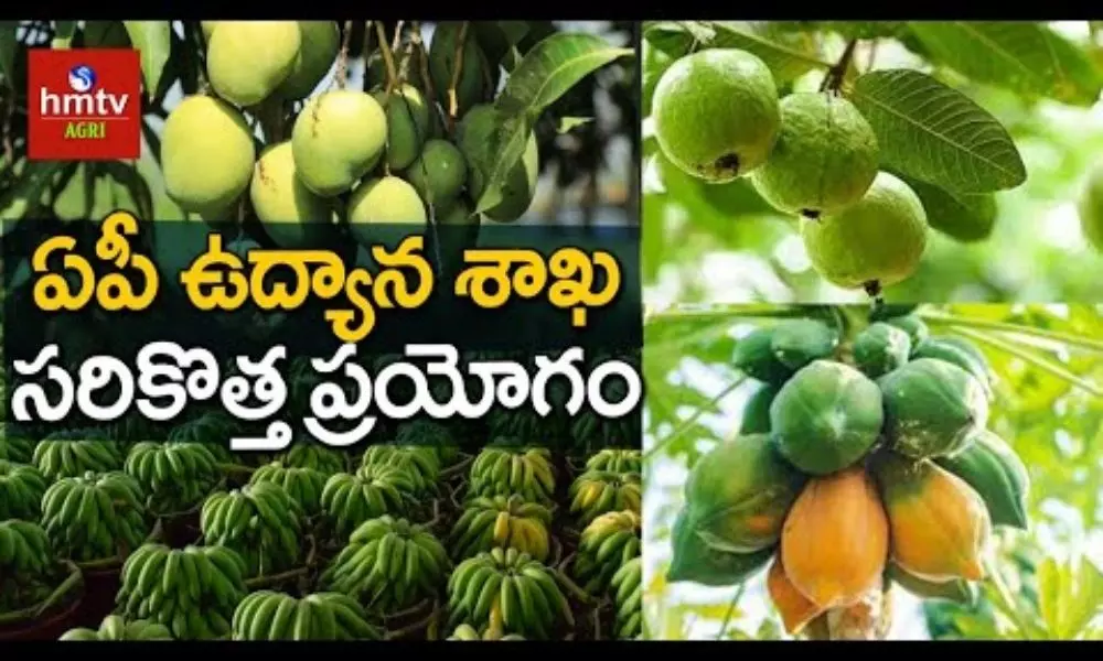 AP Horticulture Department Over Fruits Cultivation