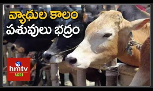 Cattle Care and Management Cattle Care and Management