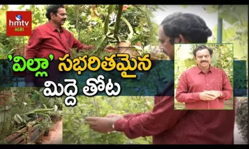 Terrace Garden by Gandhi Prasad Hyderabad