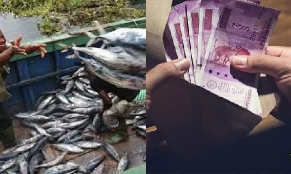 Huge Cash Scam in Fisheries Department