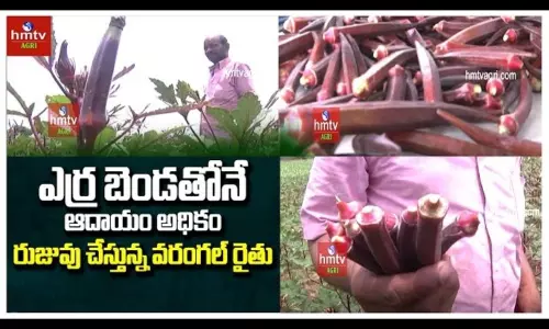 Red Lady Finger Farming by Warangal Farmer Prabhakar Reddy