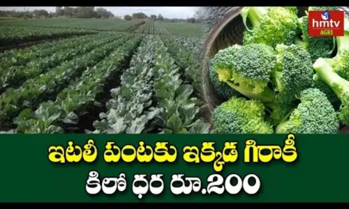 Broccoli Cultivation Guide For Beginners Broccoli Cultivation Guide For Beginners