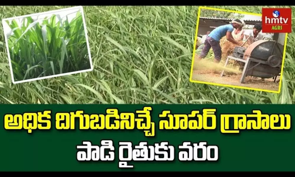 High Yielding Grass Cultivation in Telugu