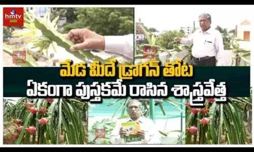 Dragon Fruit Cultivation In Terrace by Retired Scientist Dragon Fruit Cultivation In Terrace by Retired Scientist