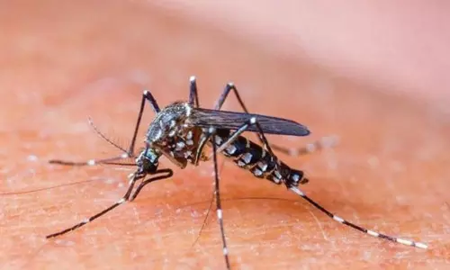 Dengue Viral Fever Cases are Increasing in Nirmal District | Dengue Symptoms Dengue Viral Fever Cases are Increasing in Nirmal District | Dengue Symptoms