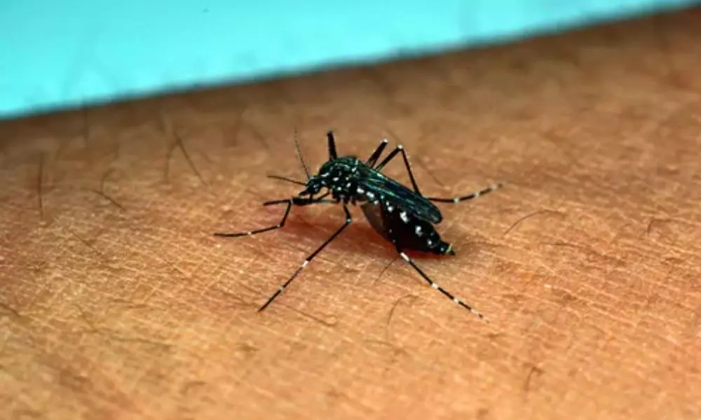 Dengue Fever Danger Bells in Visakhapatnam