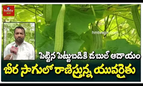 Ridge Gourd Cultivation Young Farmer Vastram Nayak Success Story