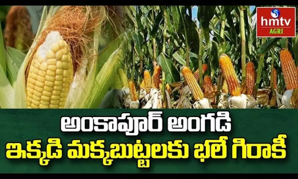 Full Demand for Ankapur Corn
