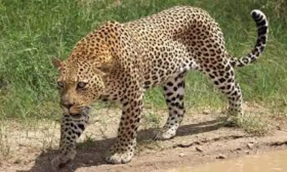 Cheetah Wandering in Srisailam District