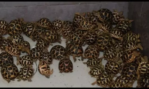 2500 Star Turtles Seized at Chennai Airport