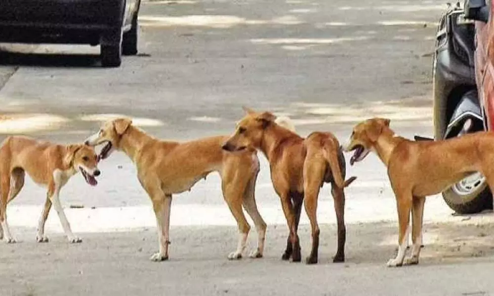 Street Dogs Attack on Children in Secunderabad