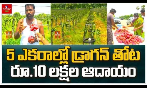Dragon Fruit Farming in Telugu BY Saidulu Goud