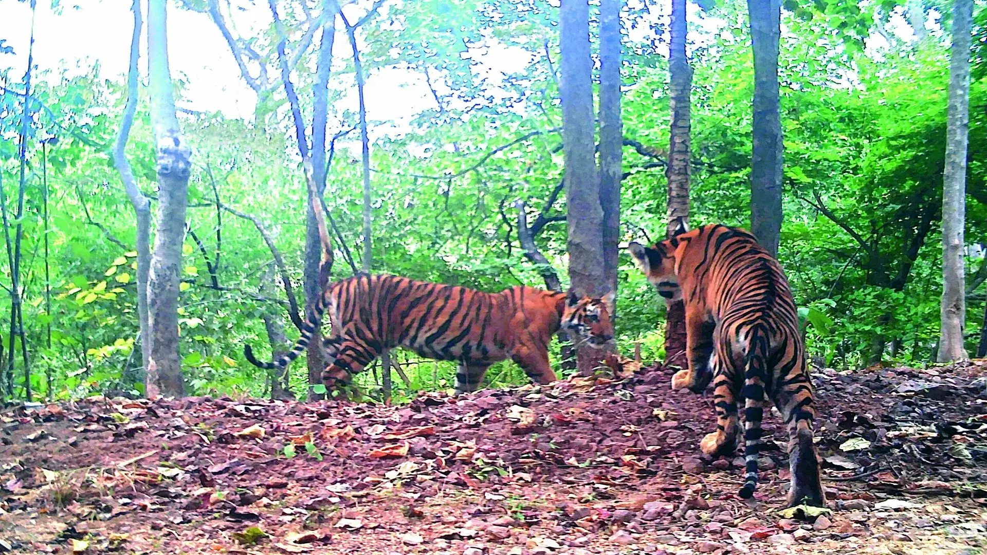 Forest Department Alerts Cattlemen Because of The Tiger Movement on The Borders of Mulugu-Bhadradri Districts