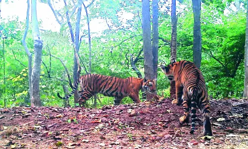 Forest Department Alerts Cattlemen Because of The Tiger Movement on The Borders of Mulugu-Bhadradri Districts