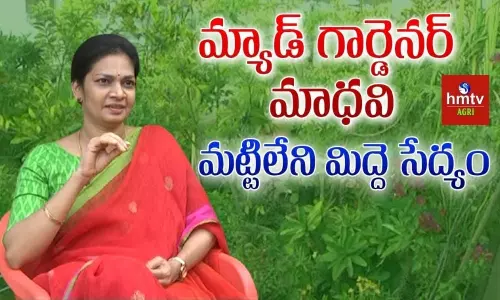 Mad Gardener Madhavi Proved Organic Terrace Garden is Real Way