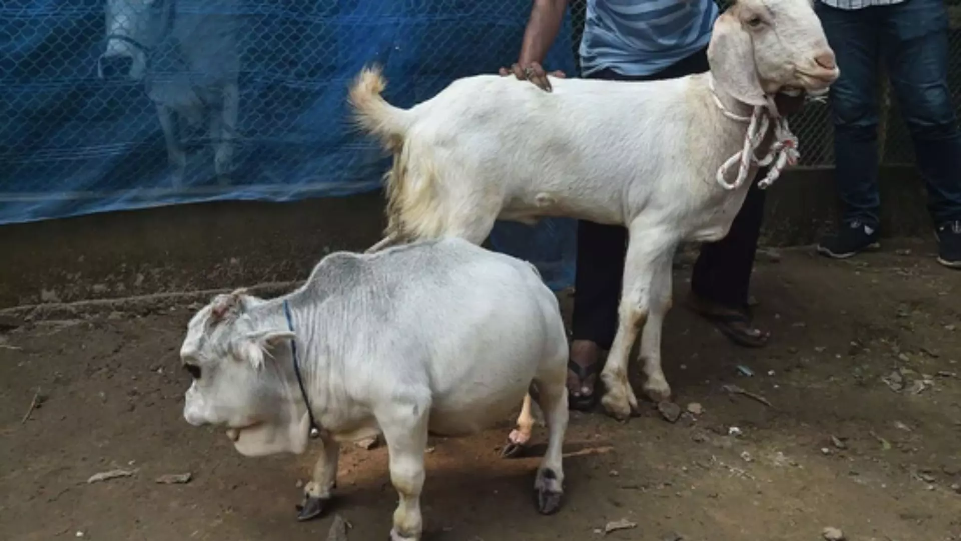 Shortest Calf Born In Cuddalore District Tamil Nadu
