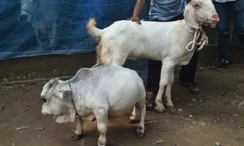 Shortest Calf Born In Cuddalore District Tamil Nadu