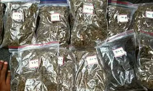 807 kg Cannabis Seized at Devarapally in West Godavari District Worth 16 Lakhs | Telugu Online News
