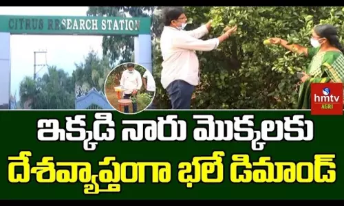Lemon Trees Cultivation Techniques by Citrus Research Station Tirupati Lemon Trees Cultivation Techniques by Citrus Research Station Tirupati