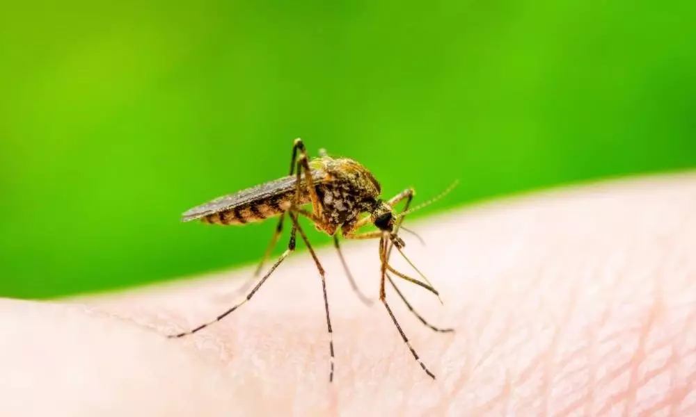 Dengue Chikungunya Cases Increasing in Nizamabad | Viral Fever | Seasonal Diseases