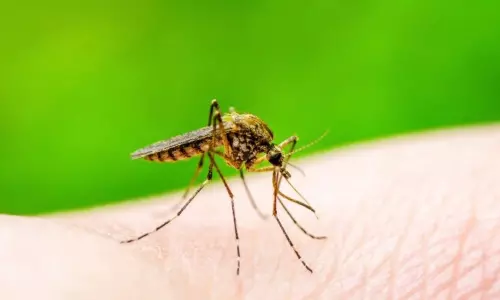 Dengue Chikungunya Cases Increasing in Nizamabad | Viral Fever | Seasonal Diseases Dengue Chikungunya Cases Increasing in Nizamabad | Viral Fever | Seasonal Diseases