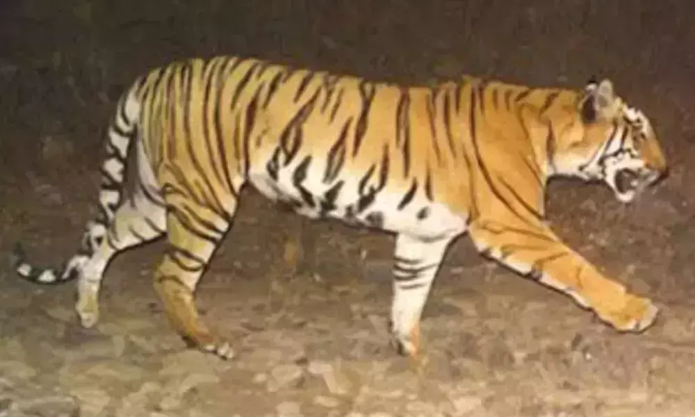 Tiger Wandering in Mulugu District