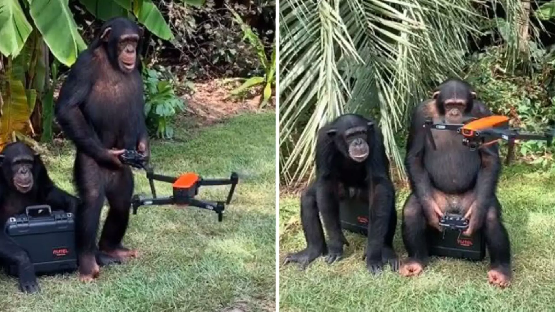 Chimpanzee operating drone-like humans the video shaking the internet