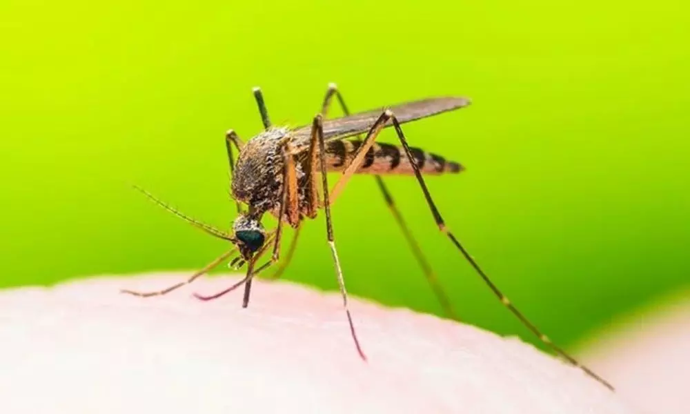 Dengue Fever Danger Bells in Andhra Pradesh
