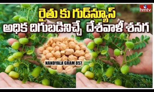 Scientists Introduced Another new Variety of Chickpea Planting Seeds