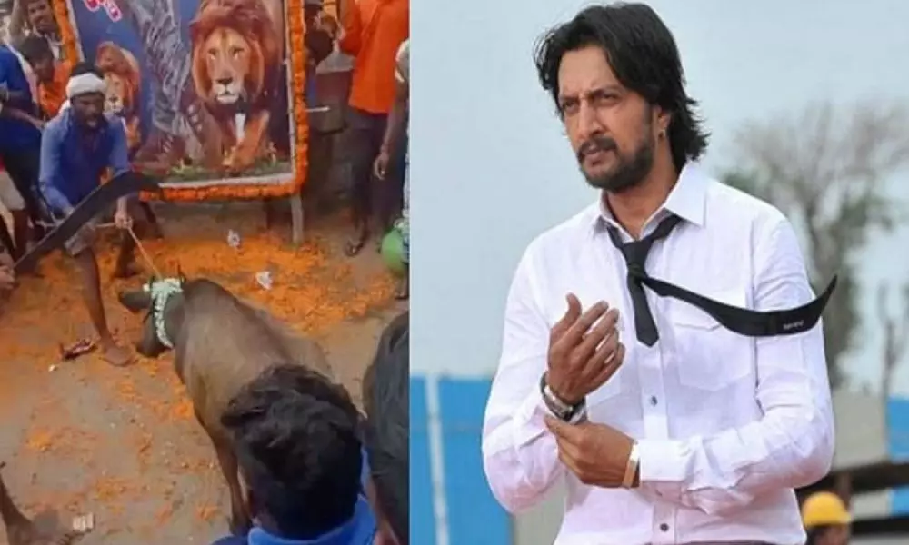 Sudeep Fans Animal Sacrifice In Front Of Flex Over His Birthday