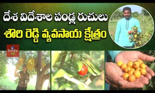 Organic Farming: నిత్యం దిగుబడి.. నికరమైన రాబడి