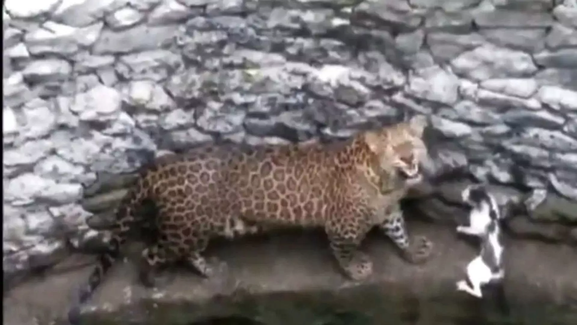 War Between Leopard and cat in Nashik Maharashtra