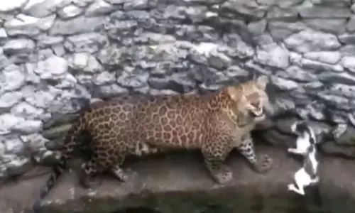 War Between Leopard and cat in Nashik Maharashtra War Between Leopard and cat in Nashik Maharashtra
